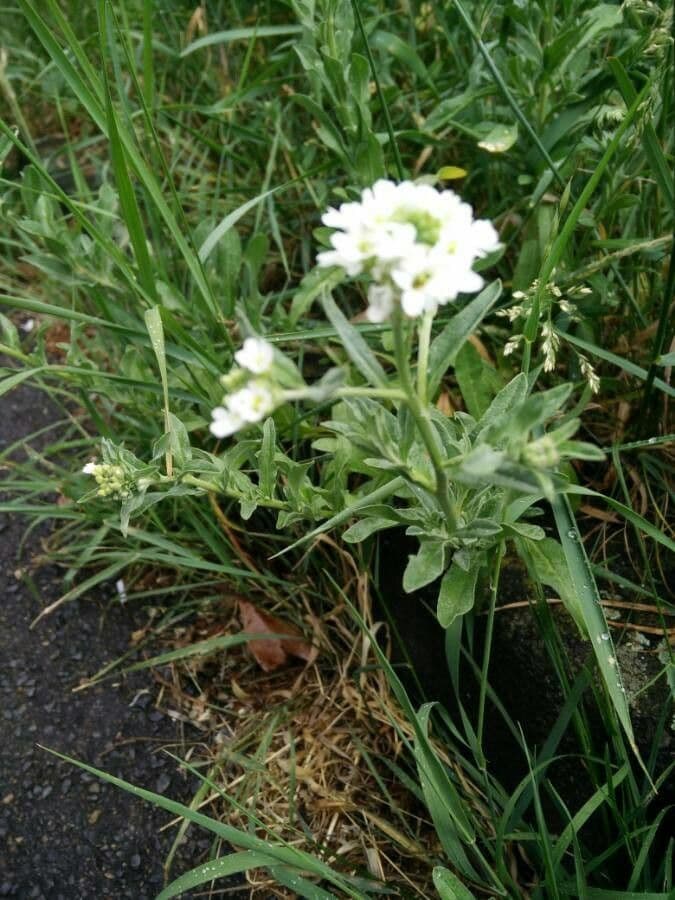 Draba incana 3