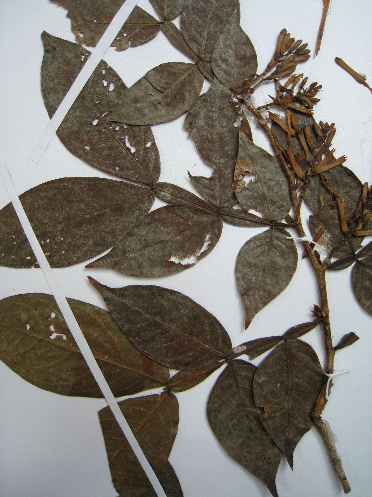 Inga 4