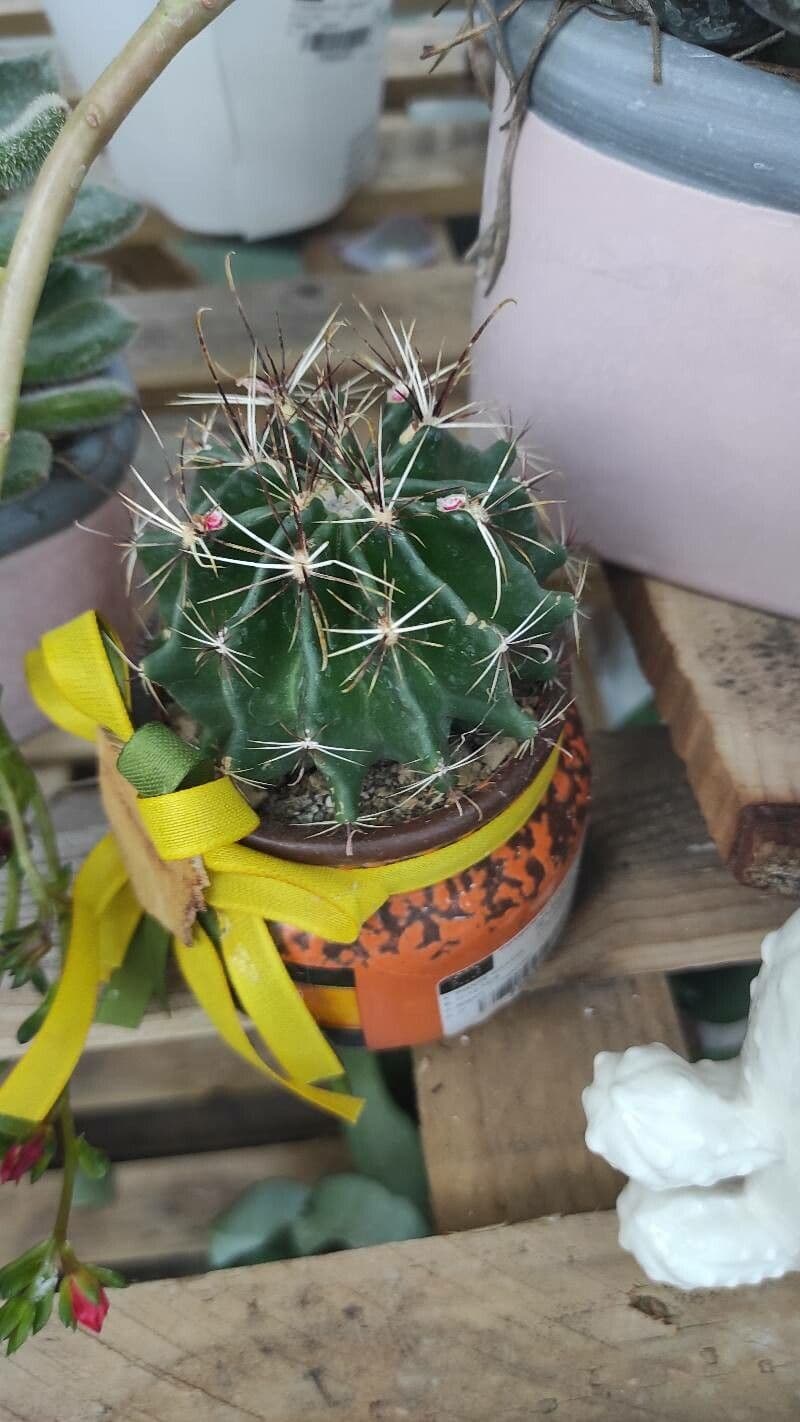 Cactus barile uncinato 10