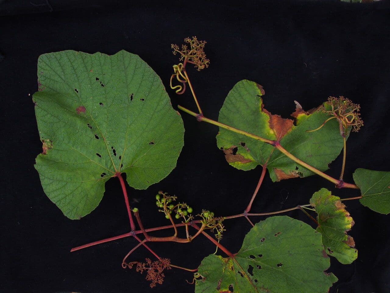 Ampelocissus