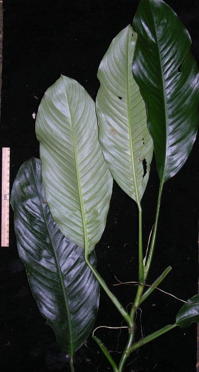 Rhodospatha 4