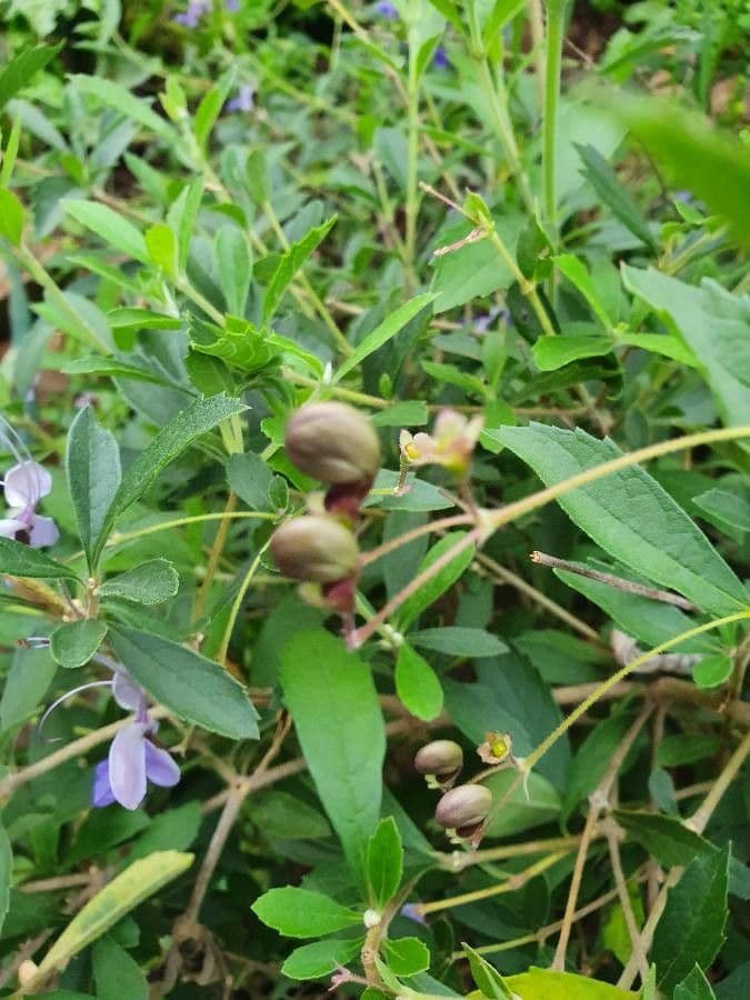 Lantana 27