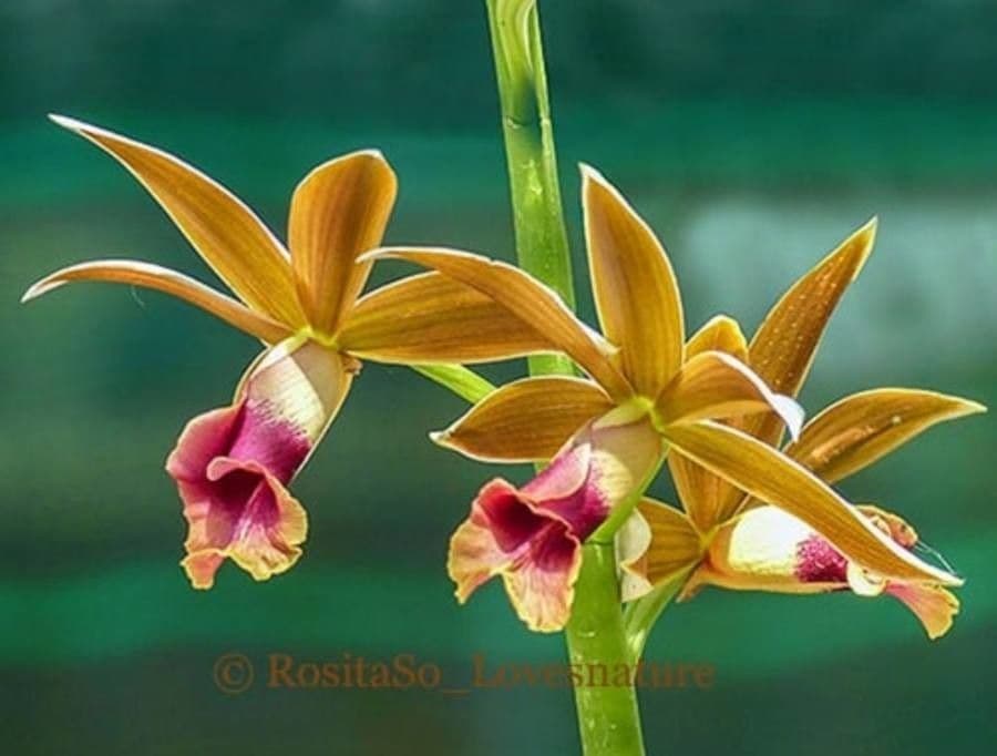 Phaius 3