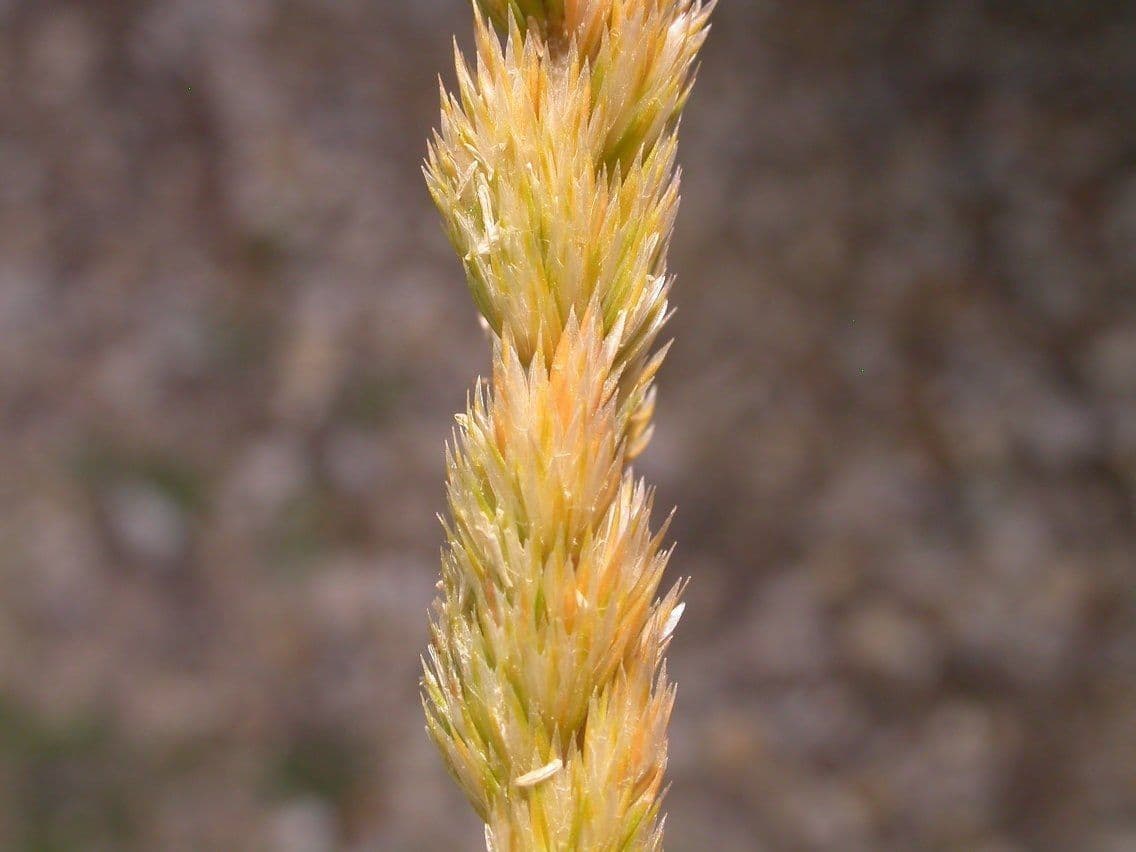 Gramigna di cresta 4