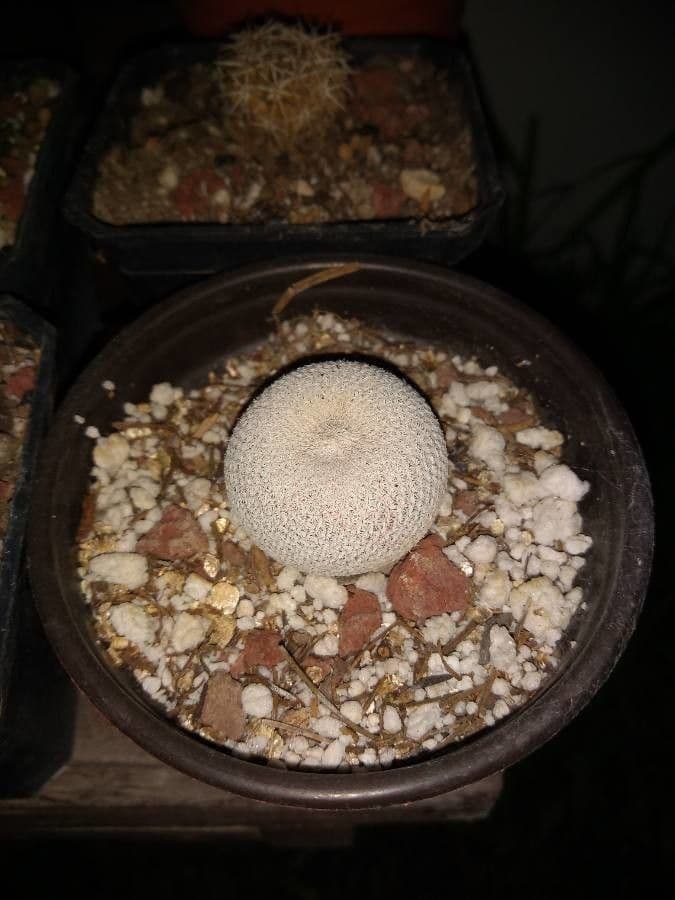 Kakteus lasiacantha 12