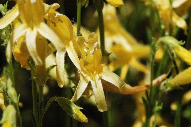 Penstemon 2