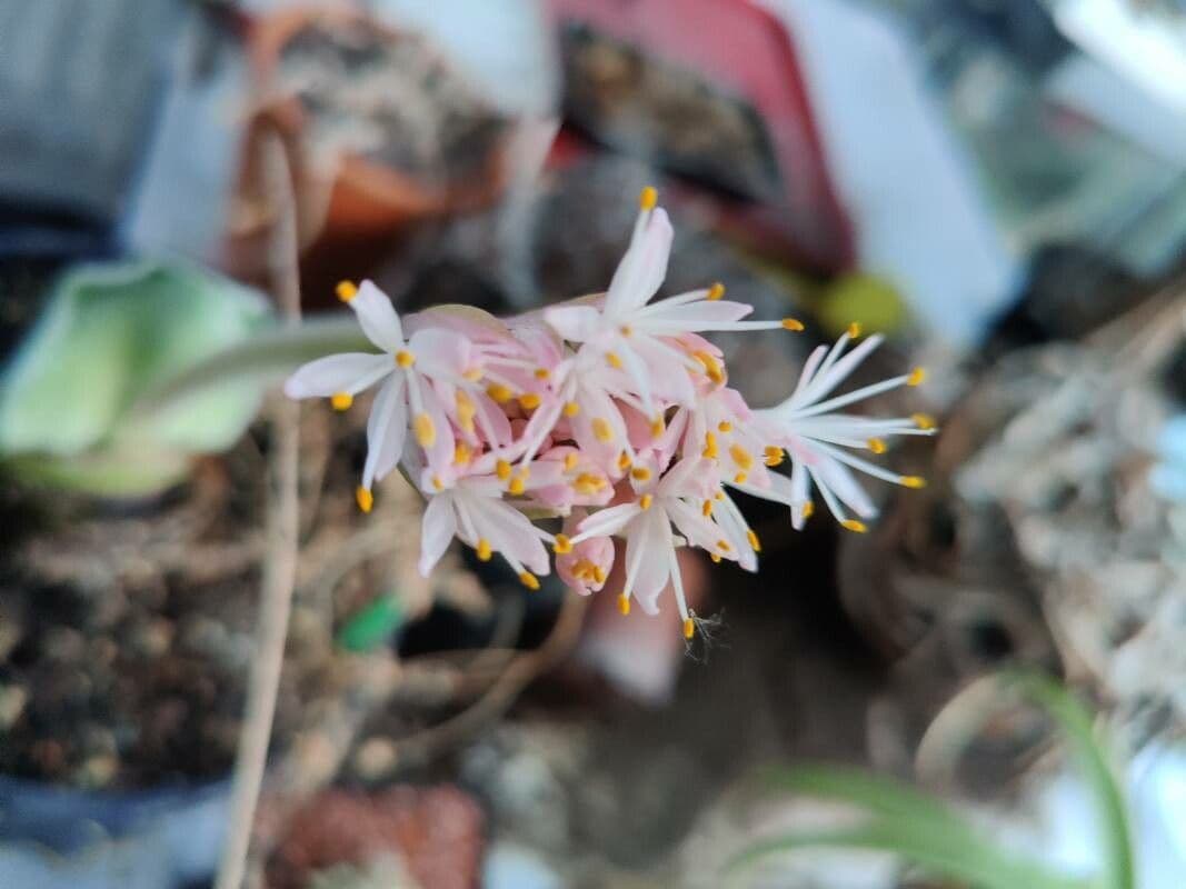 Haemanthus nano 2