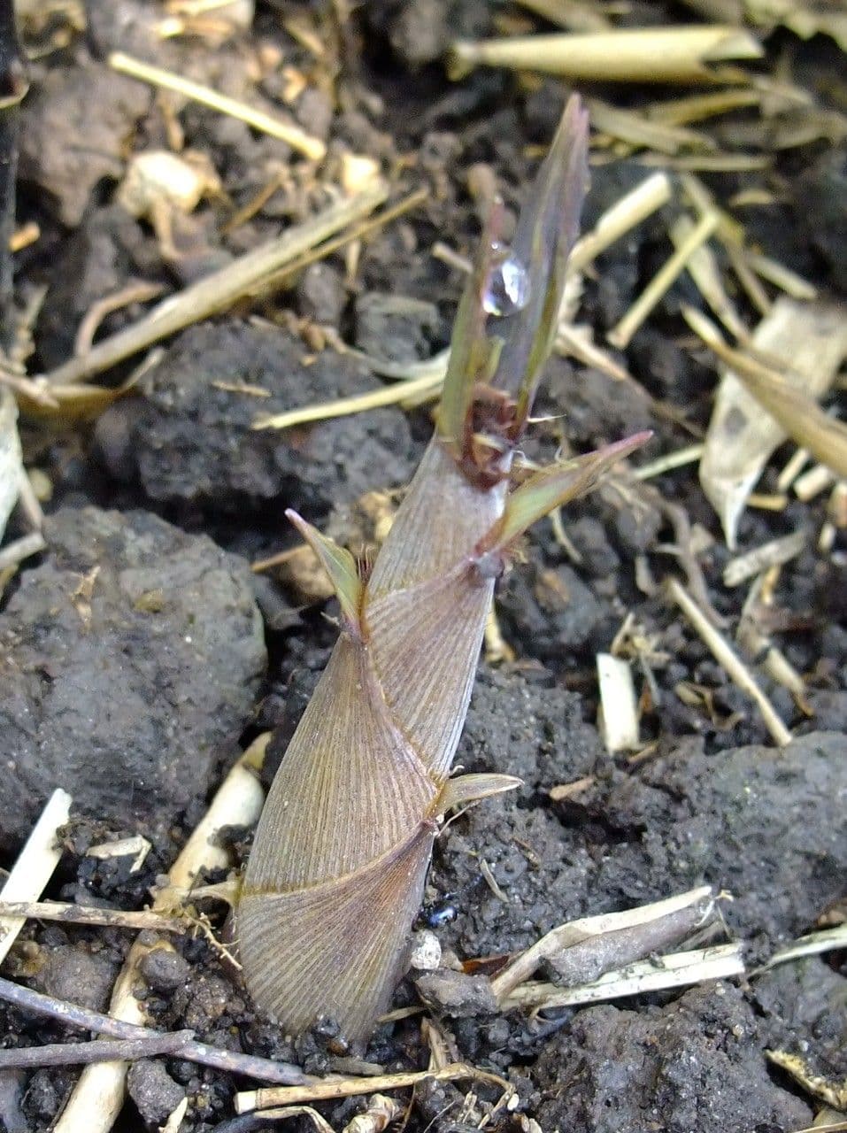 Bambù nero 9