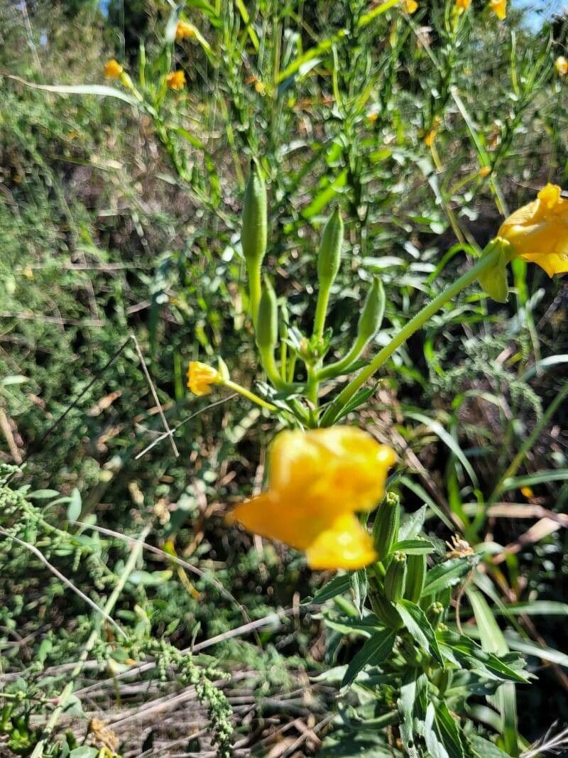 Enagra parviflora 19