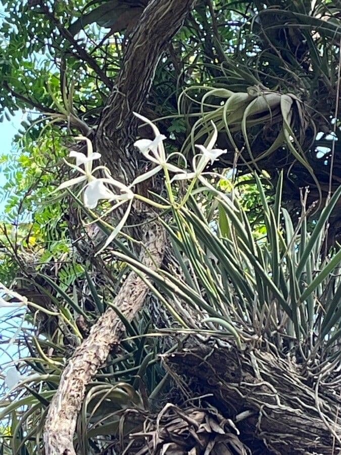 Brassavola 5