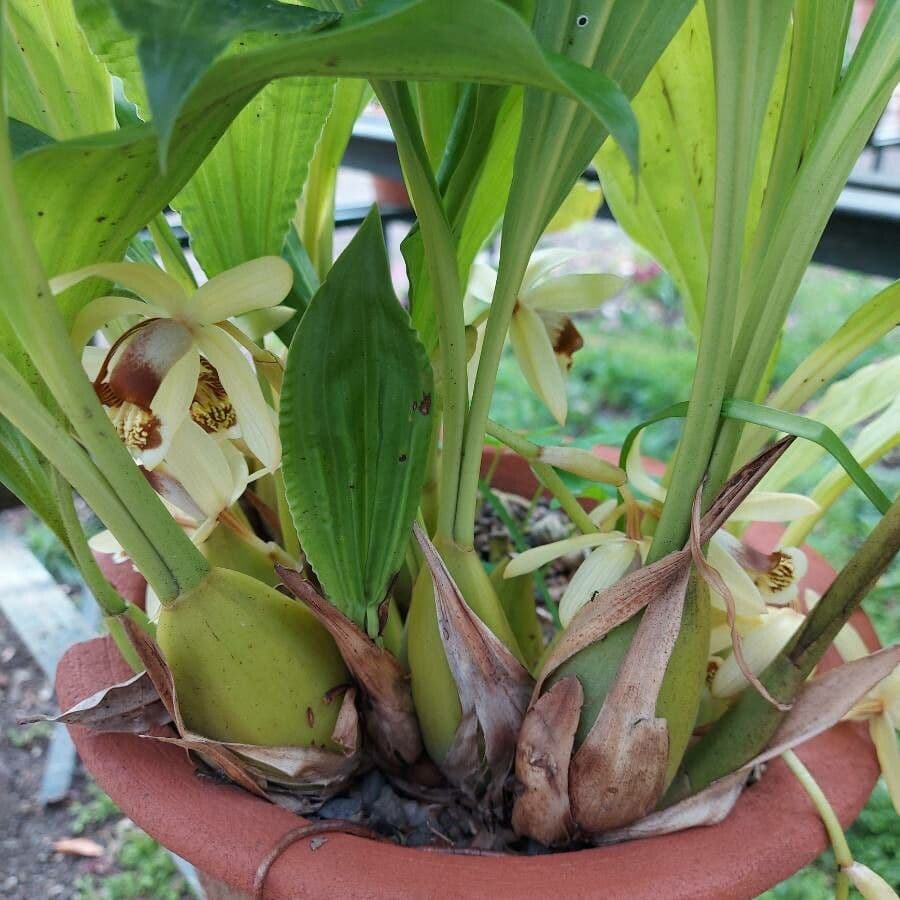 Coelogyne 14