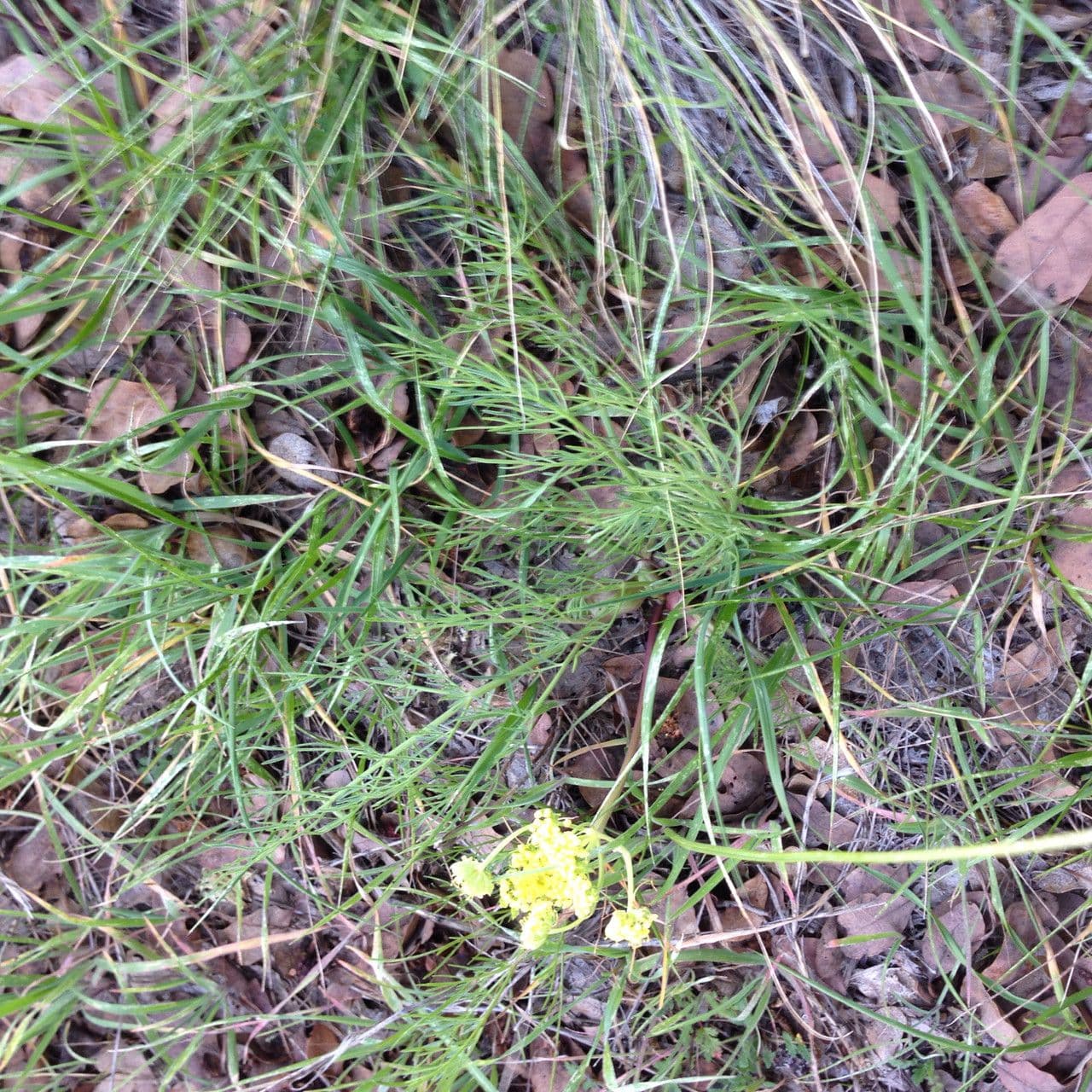 Lomatium 9