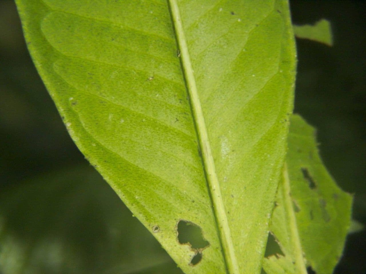 Ardisia 15