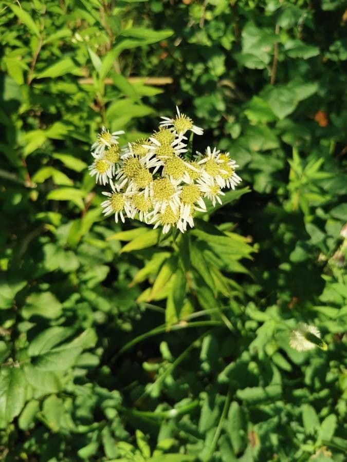 Doellingeria umbellata