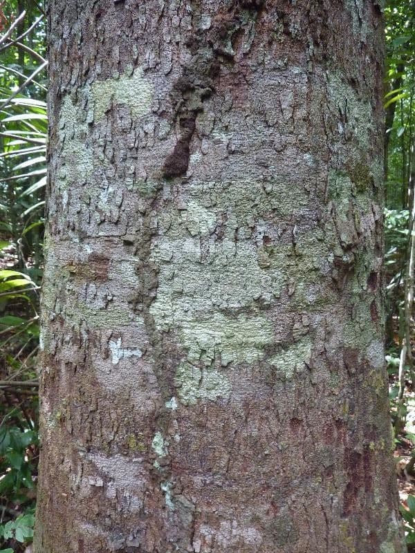 Parahancornia 9