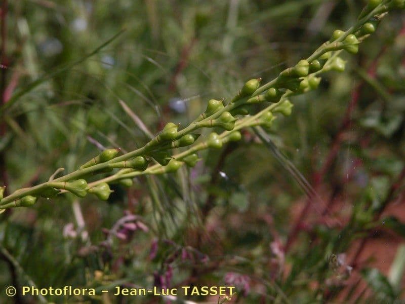 Myagrum perfoliatum 26