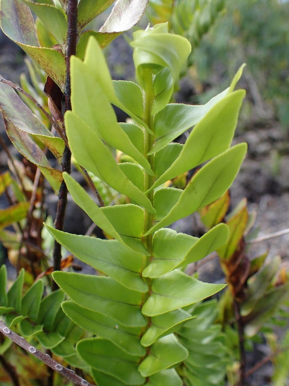 Nephrolepis 11