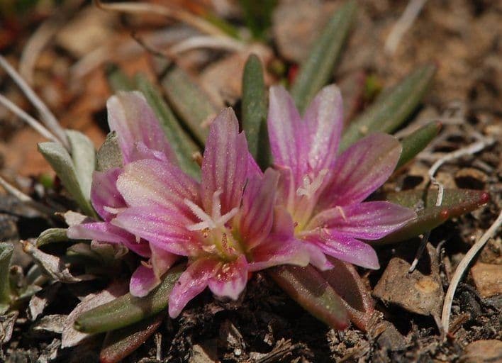 Lewisia nana 4
