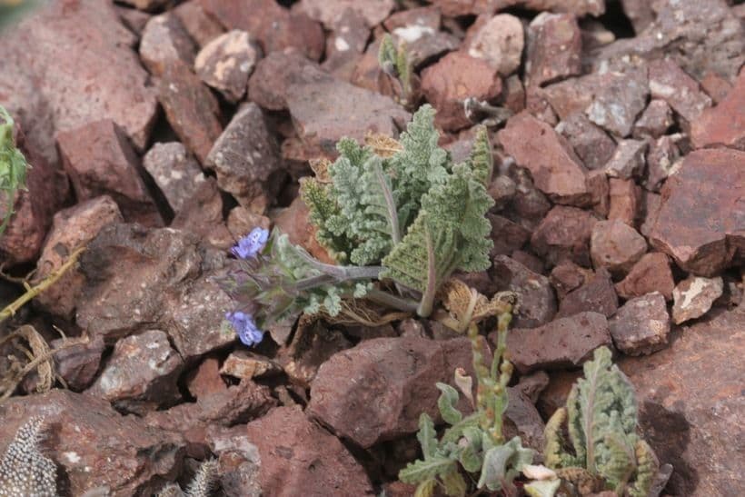 Salvia columbariae 21