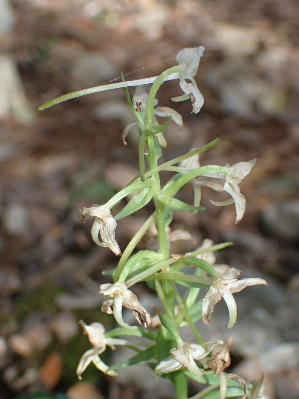 Platantera verdastra 30