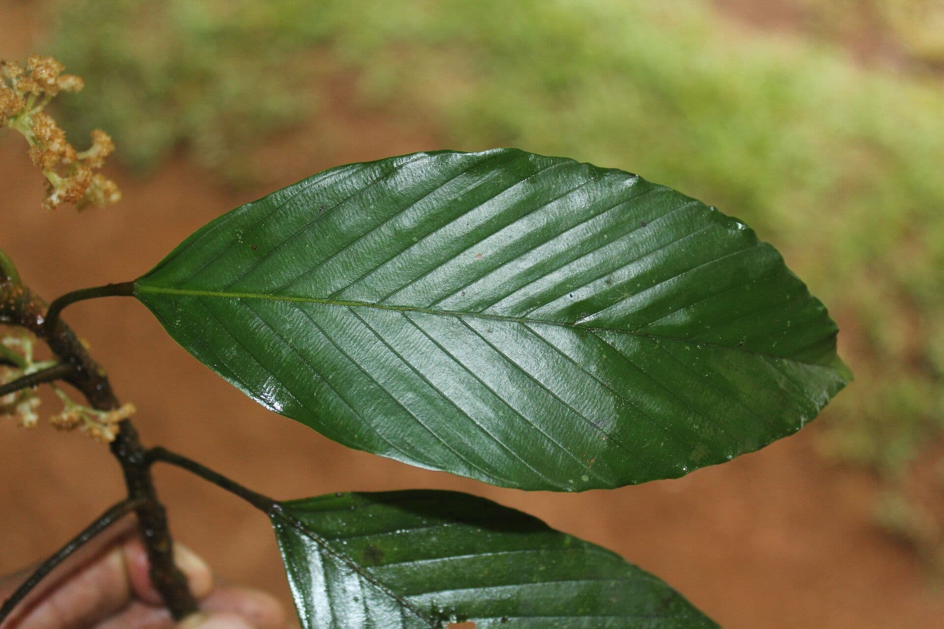 Pourouma 10