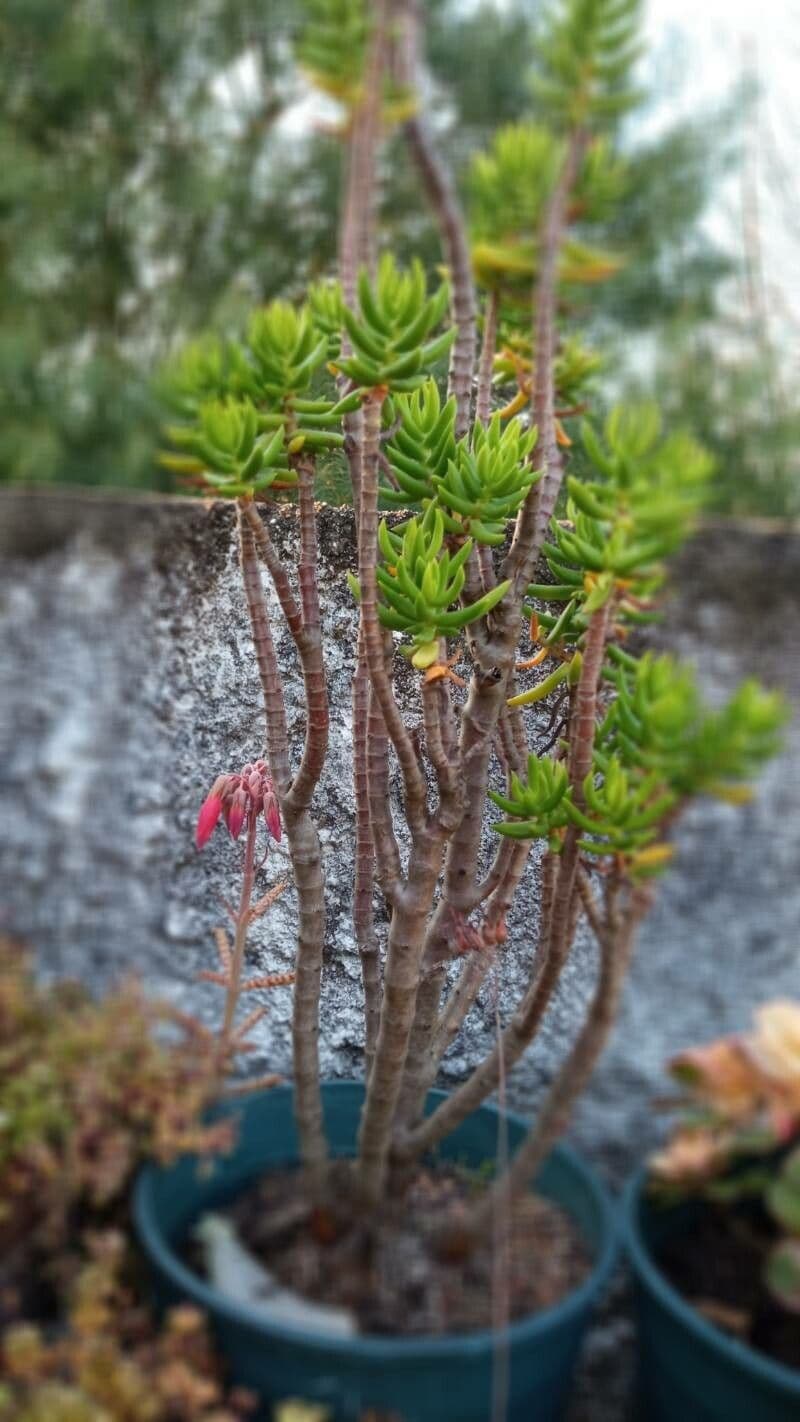 Crassula tetragona 17