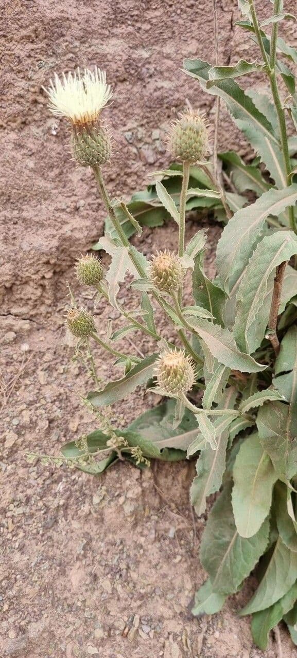 Klasea flavescens 4
