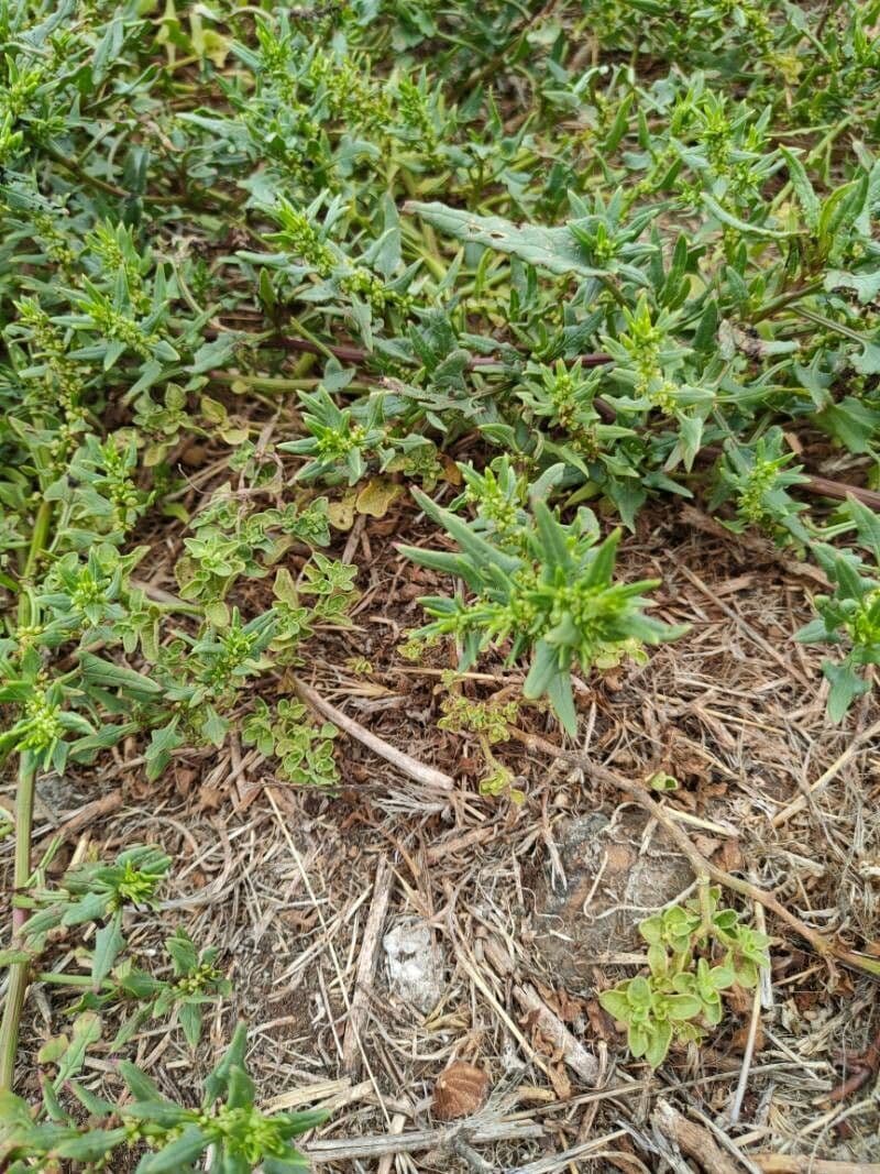 Patellifolia 16