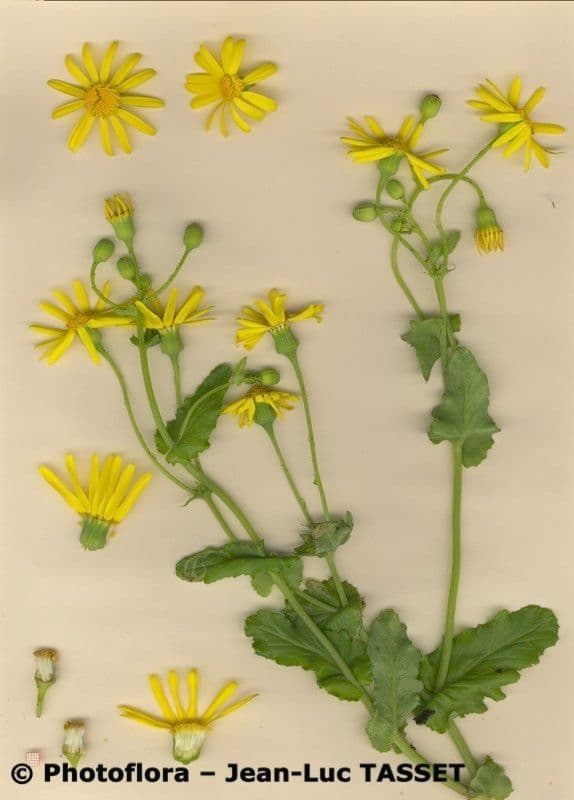 Senecio 5