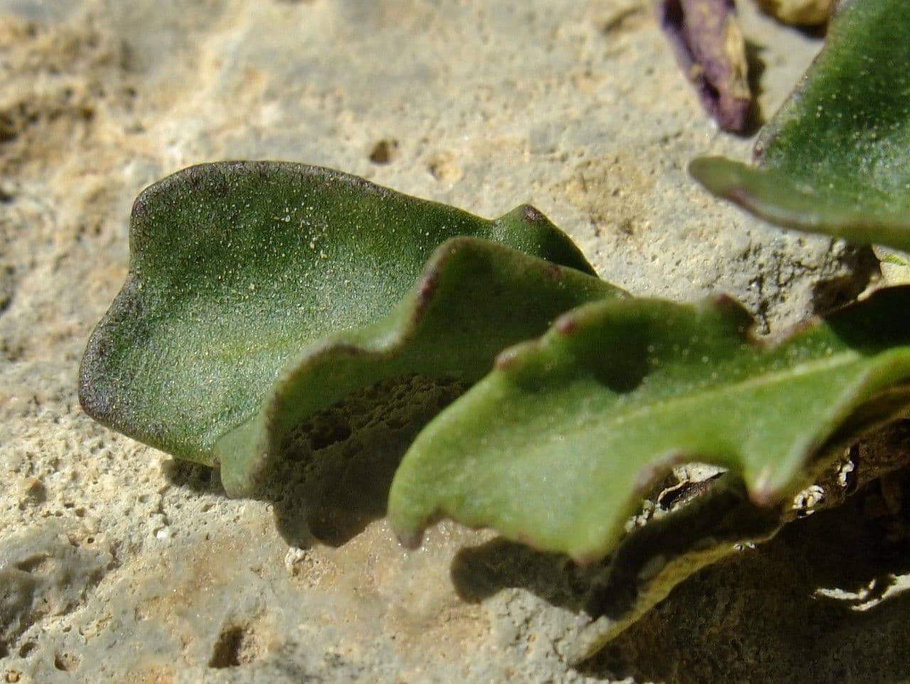 Brassica repanda 19