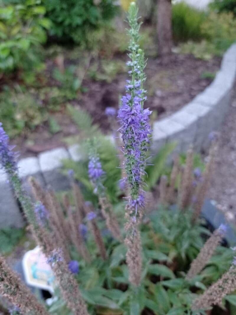 Veronica spigata 21