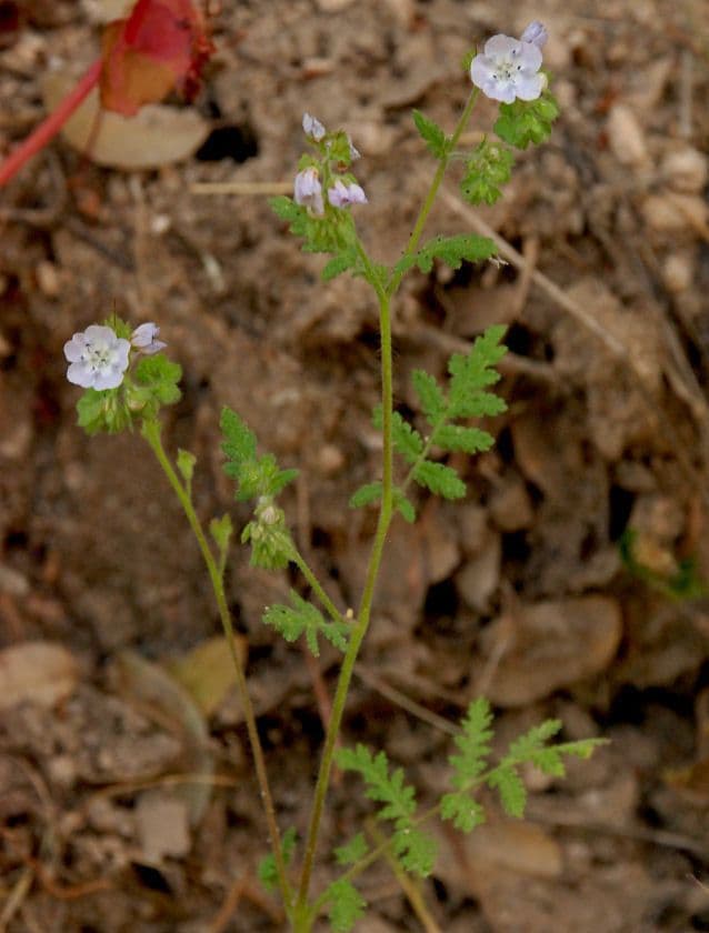 Phacelia