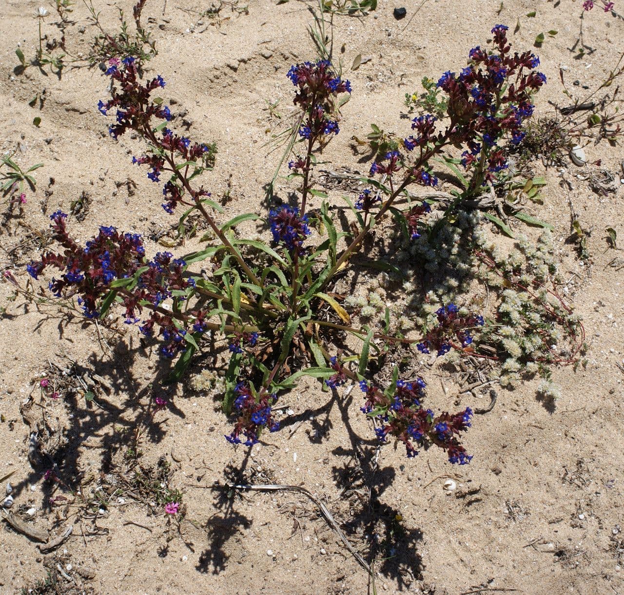 Anchusa 7