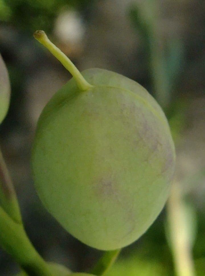 Alyssoides utriculata 2