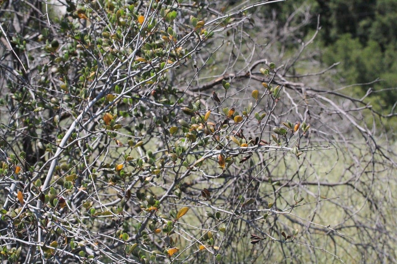 Cercocarpus montanus 24