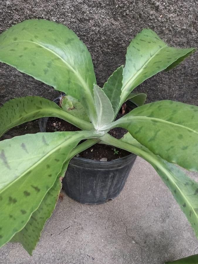 Kalanchoe 13