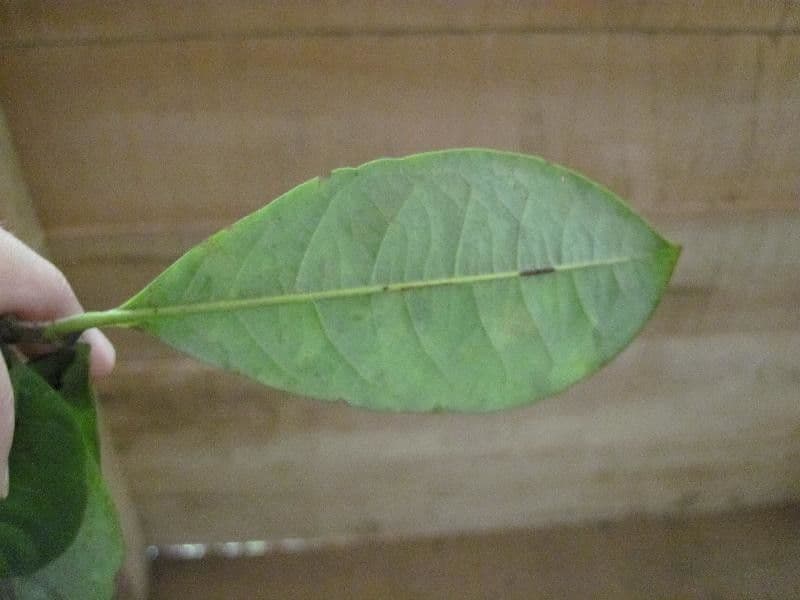 Byrsonima 10