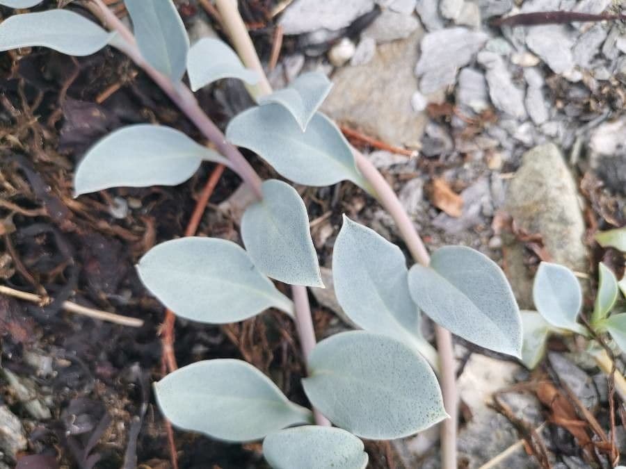 Mertensia marittima 14