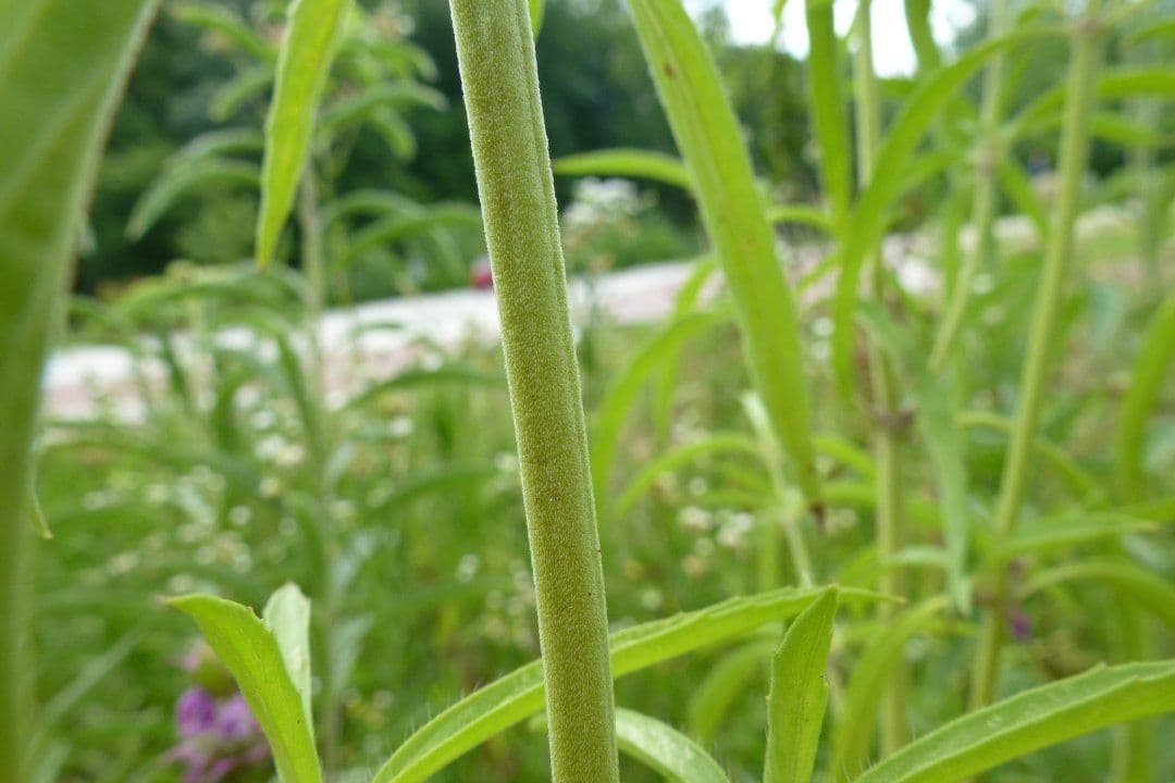 Monarde citronnée 17