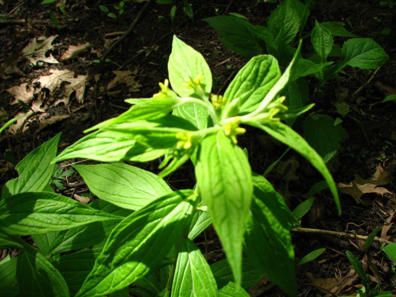 Lithospermum a foglie larghe 2