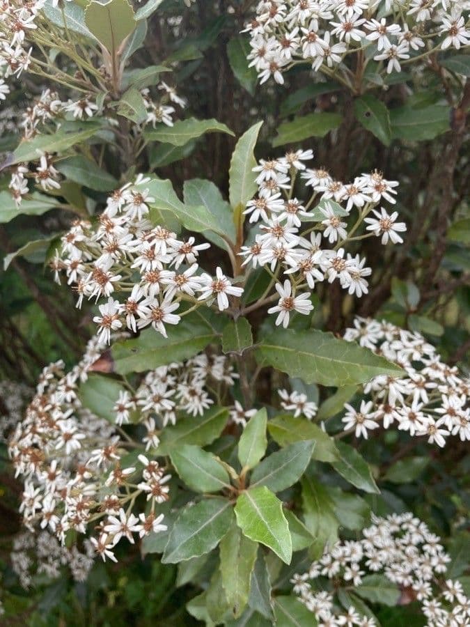 Olearia macrodonta 4
