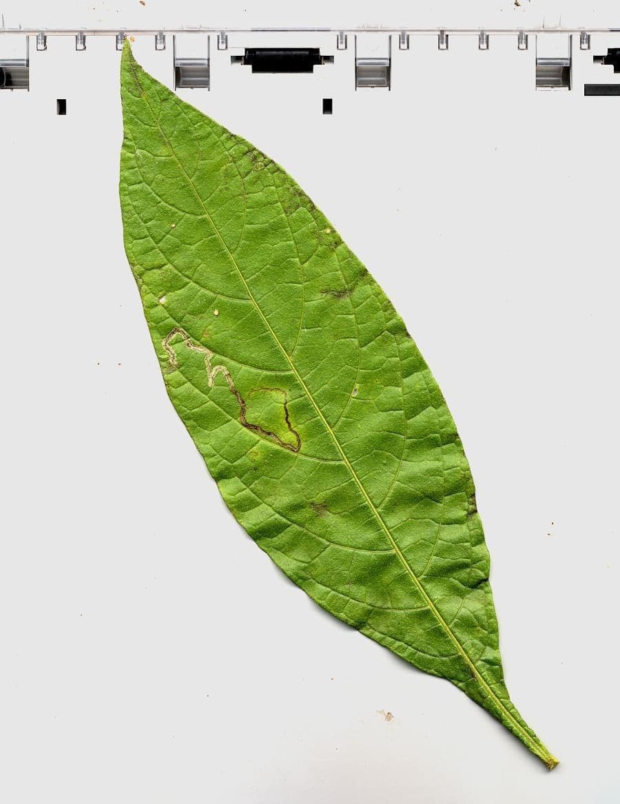Solanum nudo 25