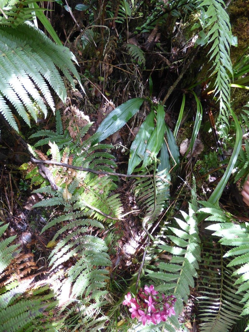 Calanthe silvatica 12