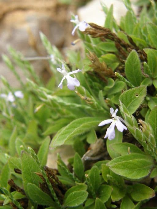 Scaglia viola 5