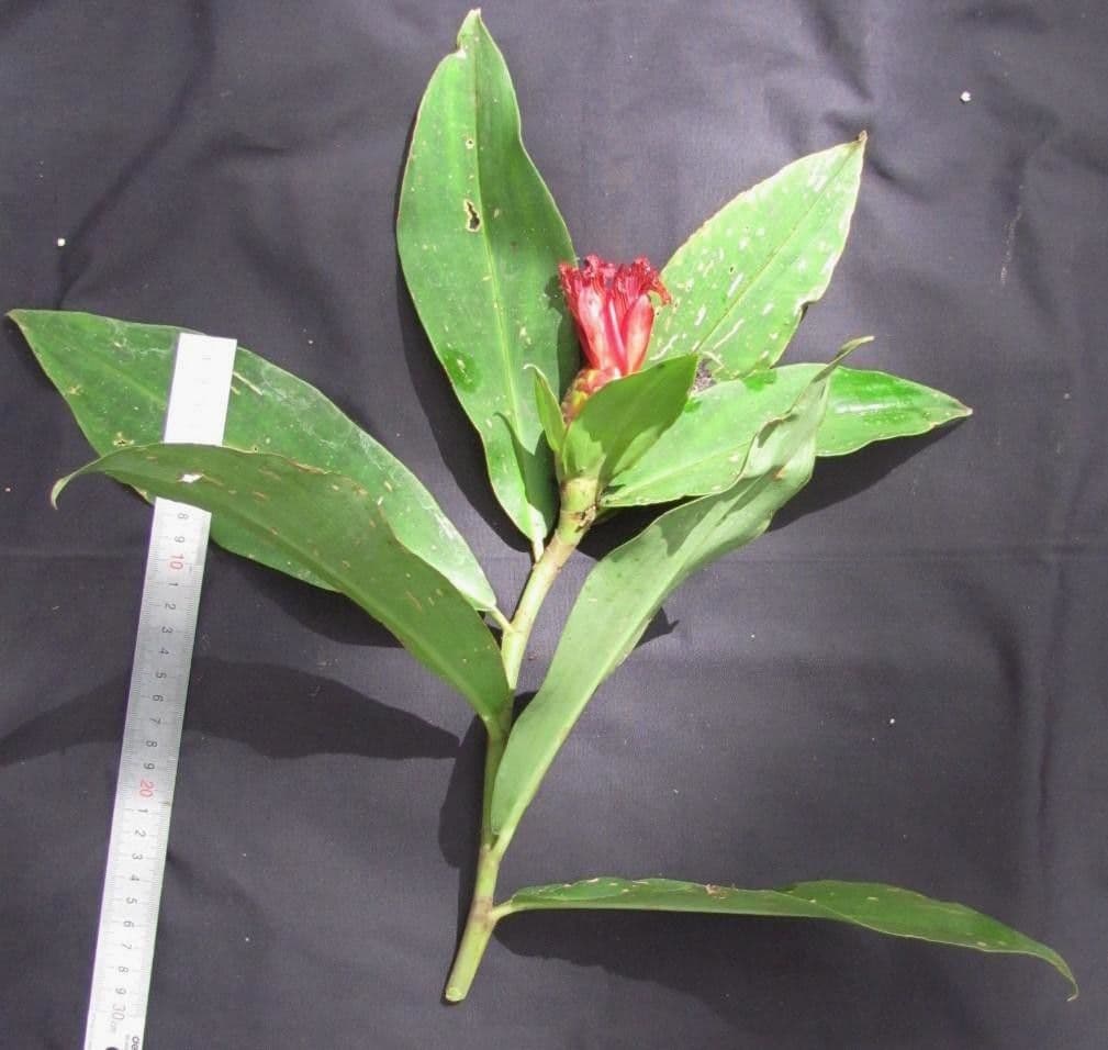 Costus liscio 20
