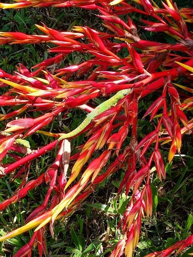 Aechmea