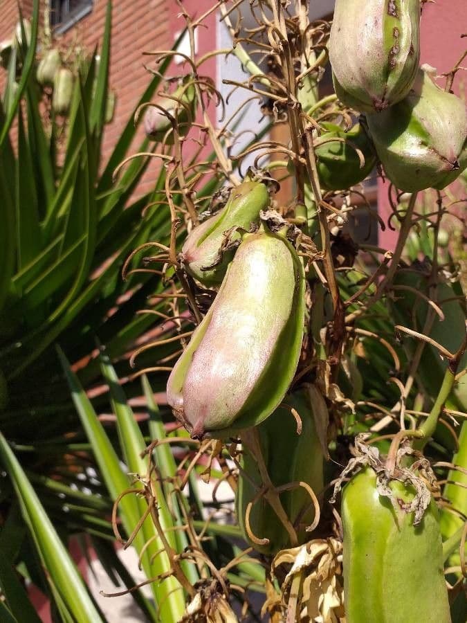 Bajonett-Yucca 5