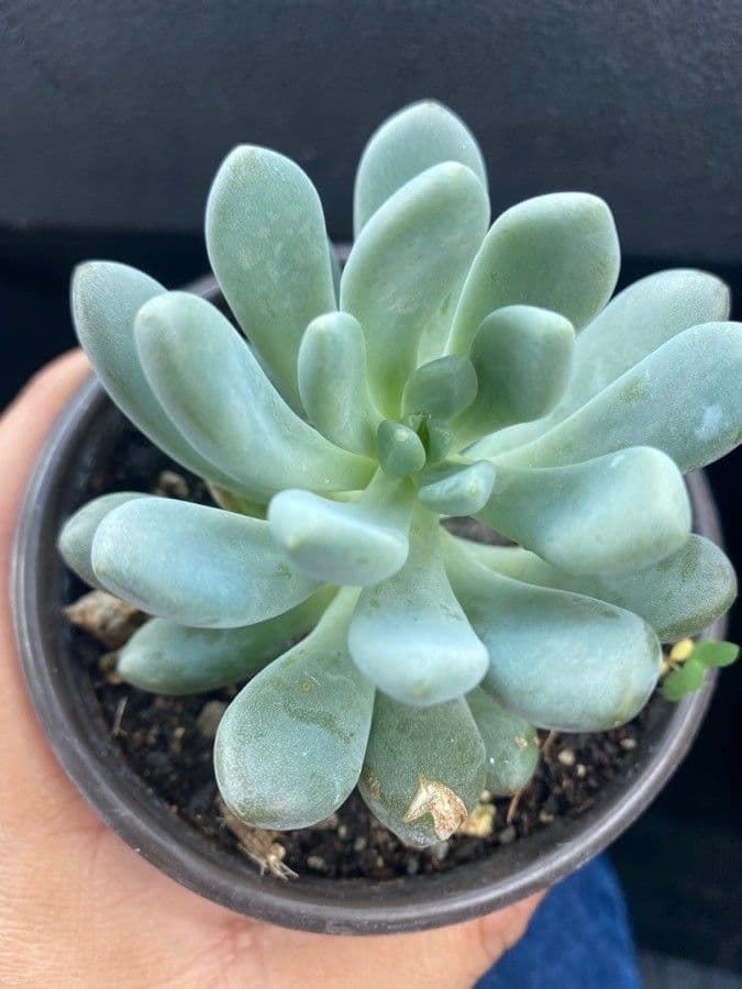 Pachyphytum 15