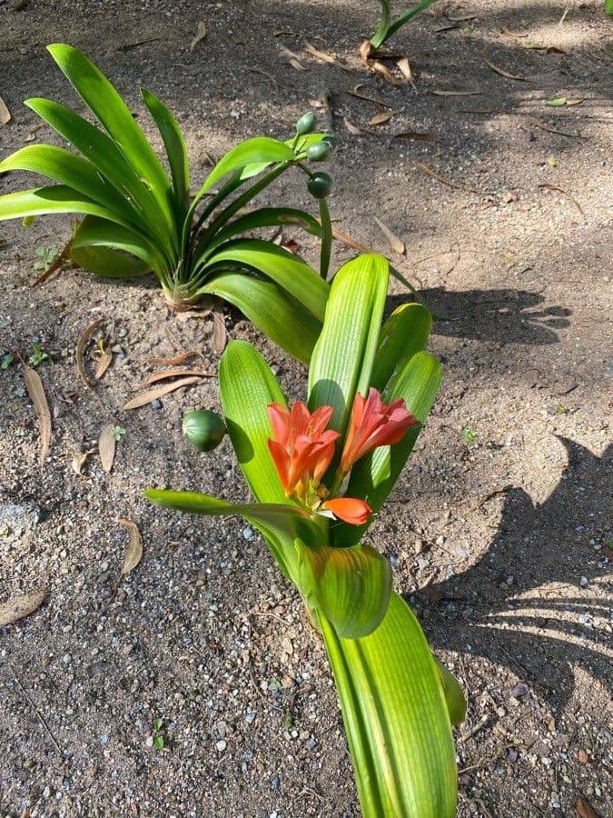 Clivia 16