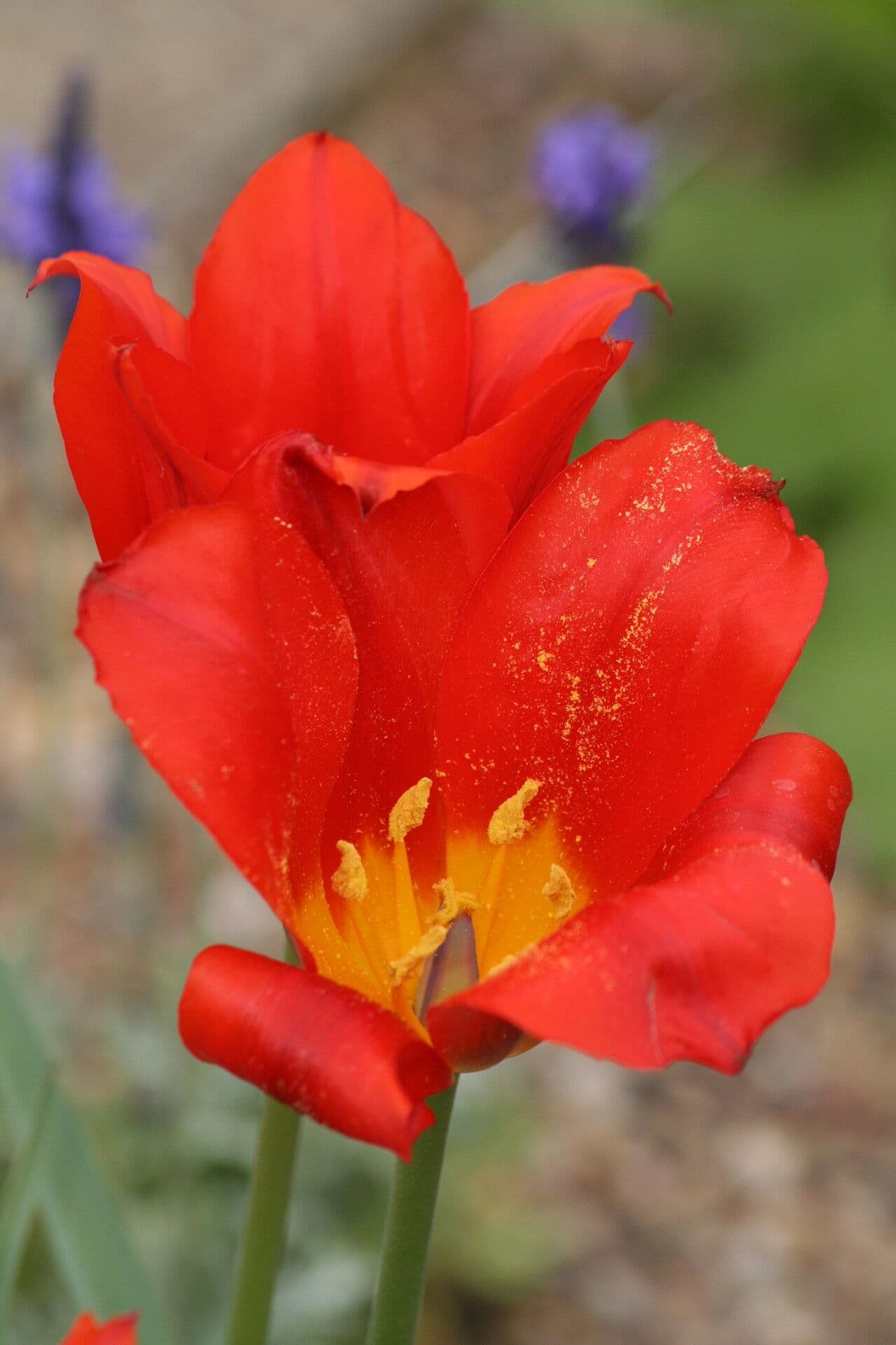 Tulipano 3